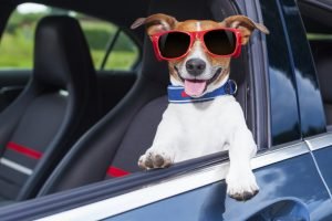 dog leaning out the car window making a cool gesture wearing red sunglasses